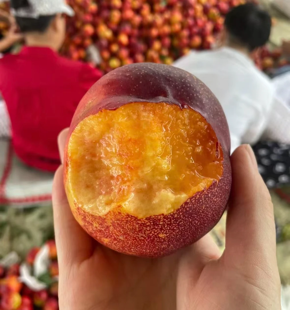 砀山正宗露天油桃中大果