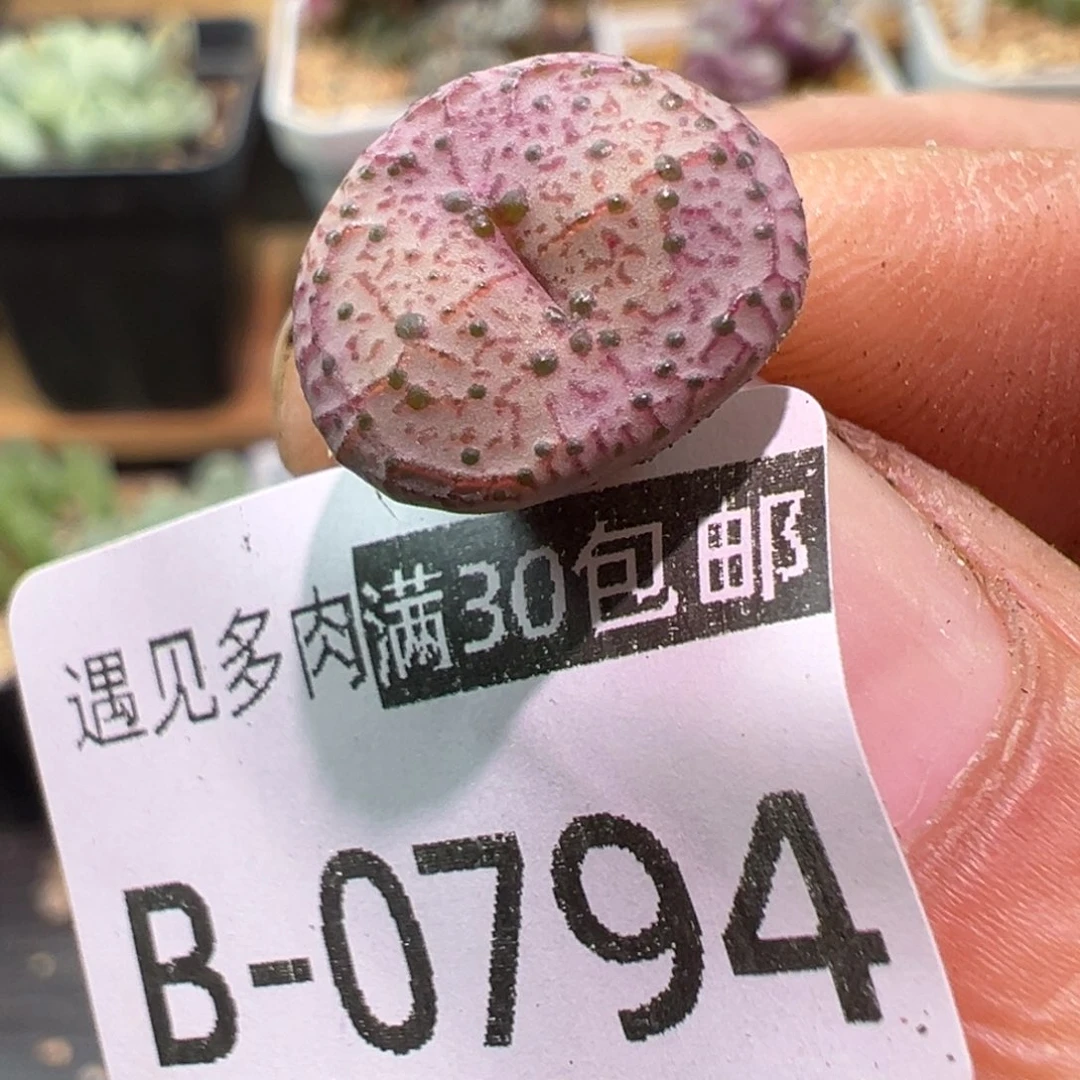 多肉植物1111111111111