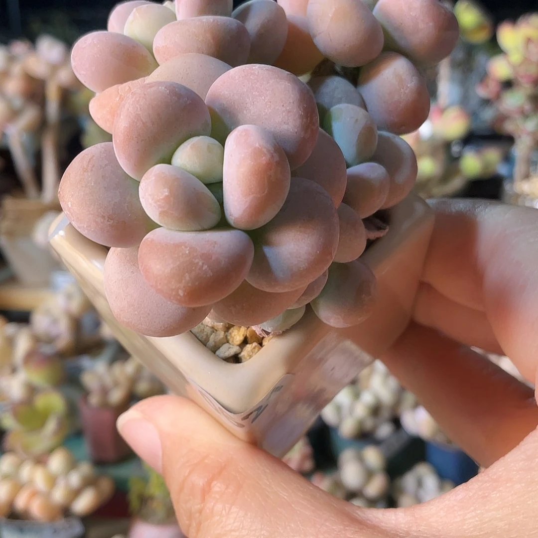 咕***～多肉植物的生长发育和生长发育等方面
