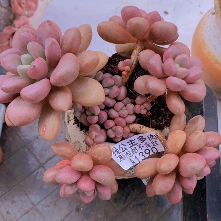 先锋派10cm1390多肉植物