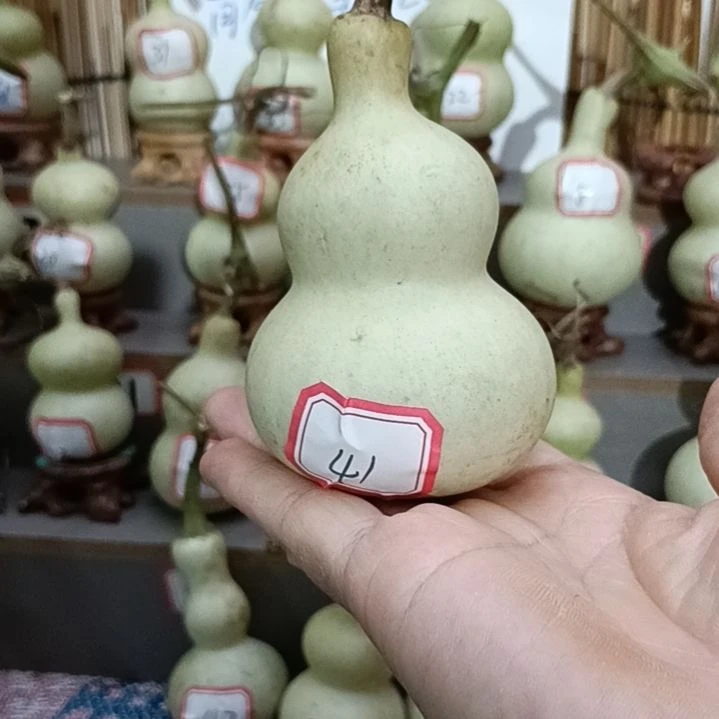 41号一物一拍一个账号