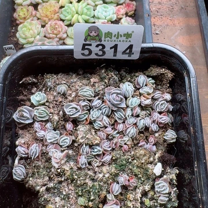 多肉植物多肉植物