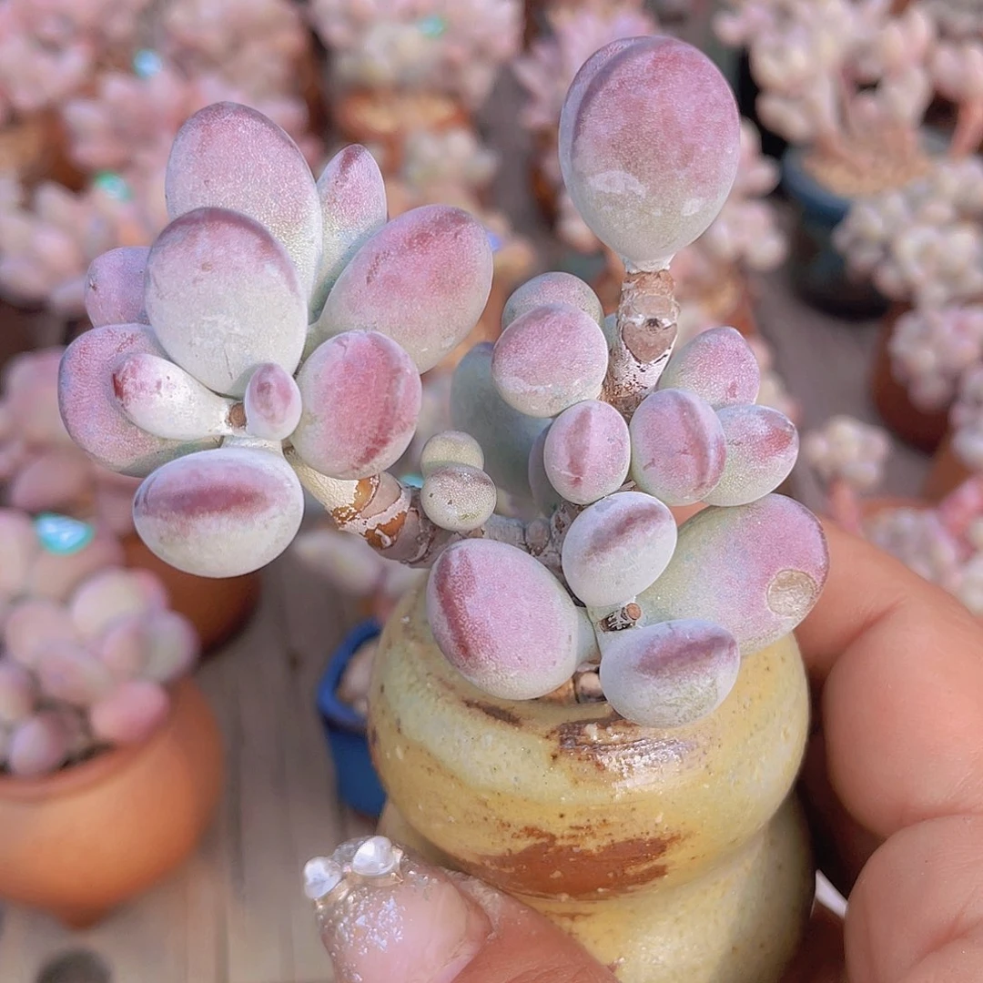 带盆发货 乒乓福娘