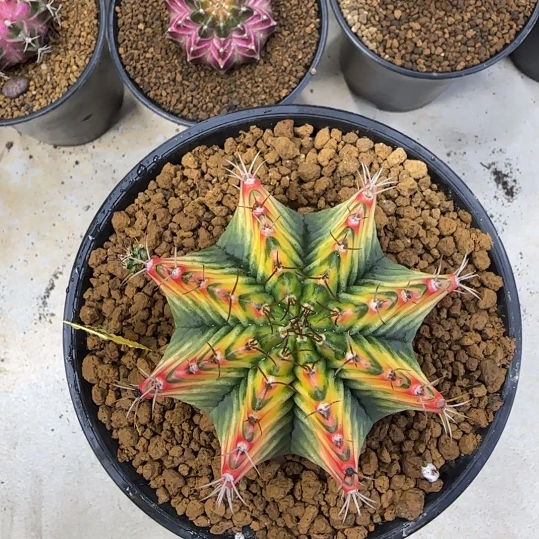 253号棱背锦米哈带盆土发货