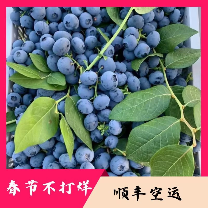 澄江蓝莓云南抚仙湖露天蓝莓F6
