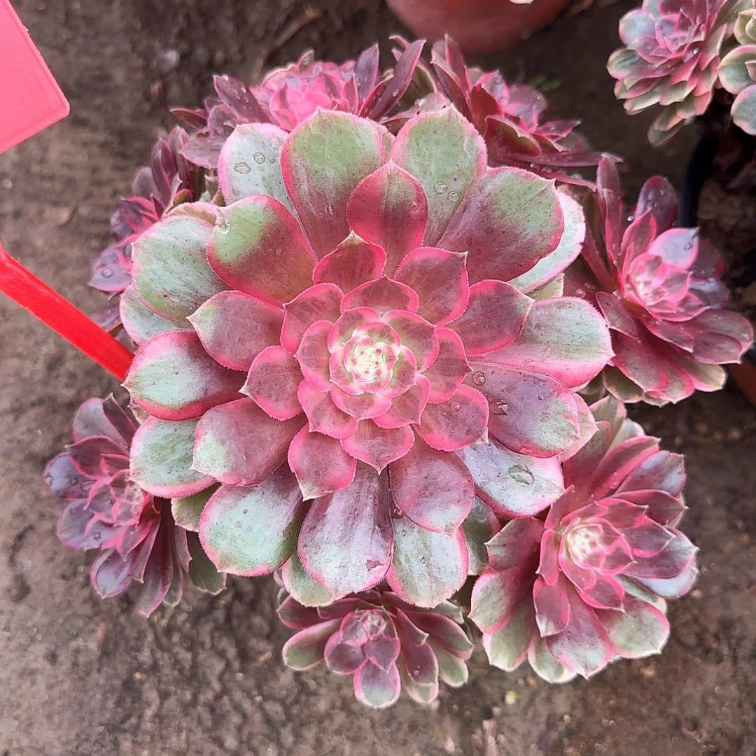 4110倾城之恋多肉植物