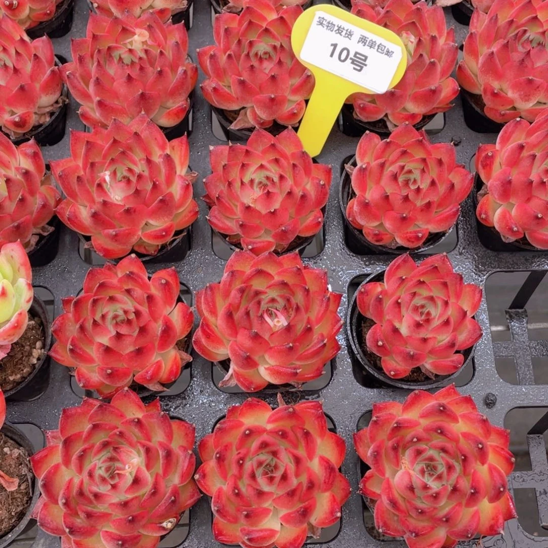 10号 韩货篝火单头一个