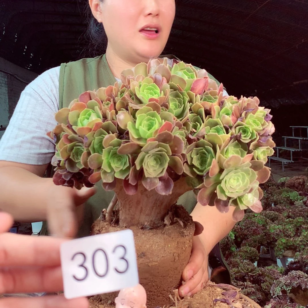 柒哥多肉法师不包侧断枝303