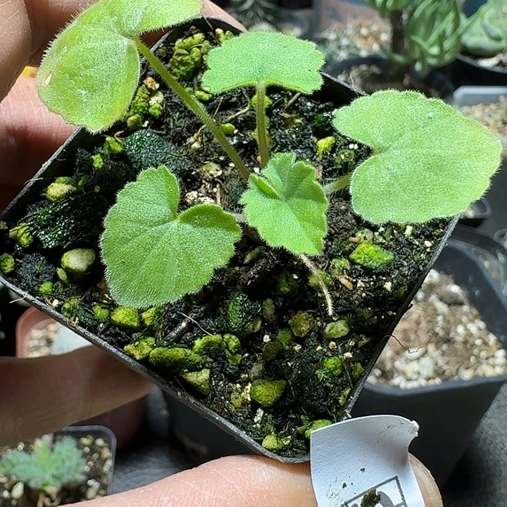 935昆克洋葵带盆发货