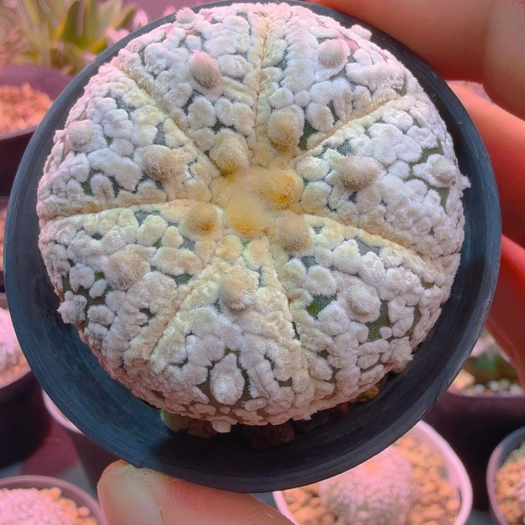 大眼睛浓白柱子多肉植物
