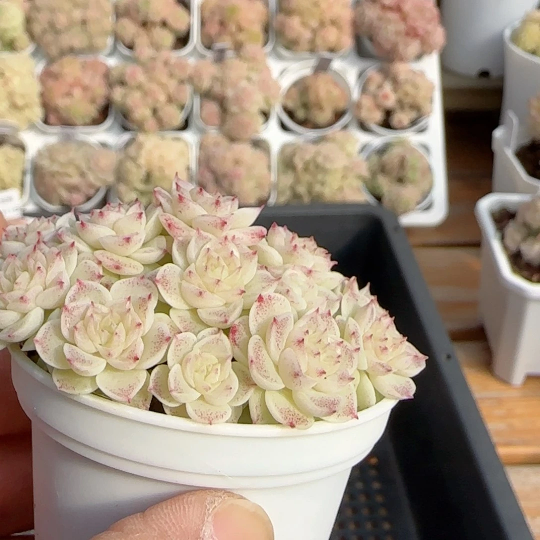 陈**儿【闪购商品】0211-159（ttp-82-2）