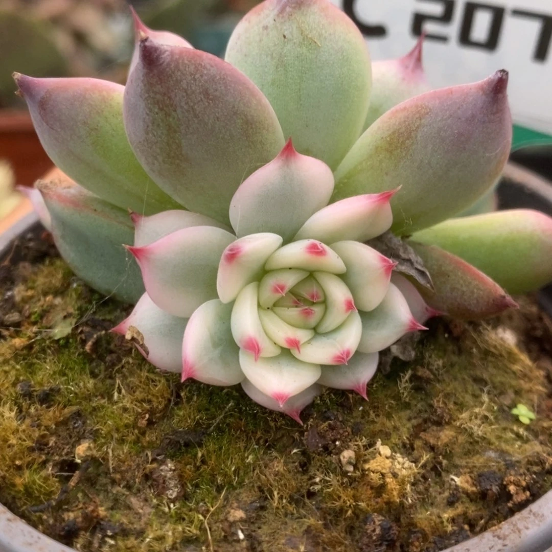 207锦锦锦锦锦锦锦锦