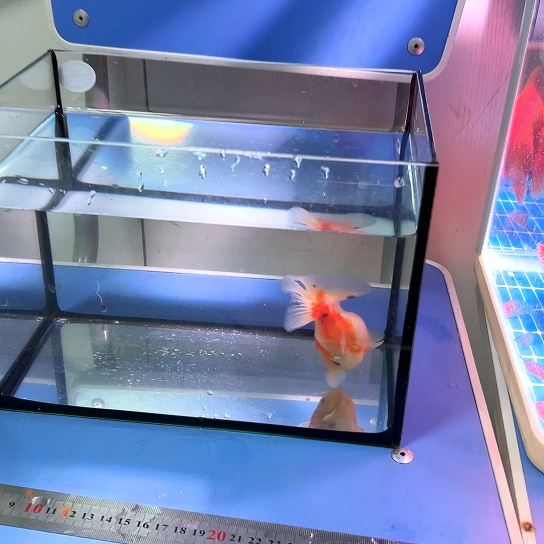 海水鱼精品活体樱花玛丽包邮