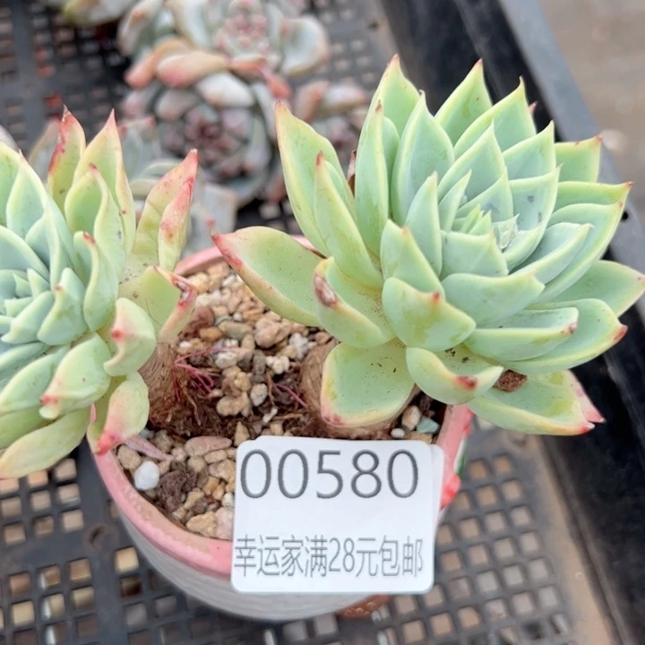 幸运的是我的朋友