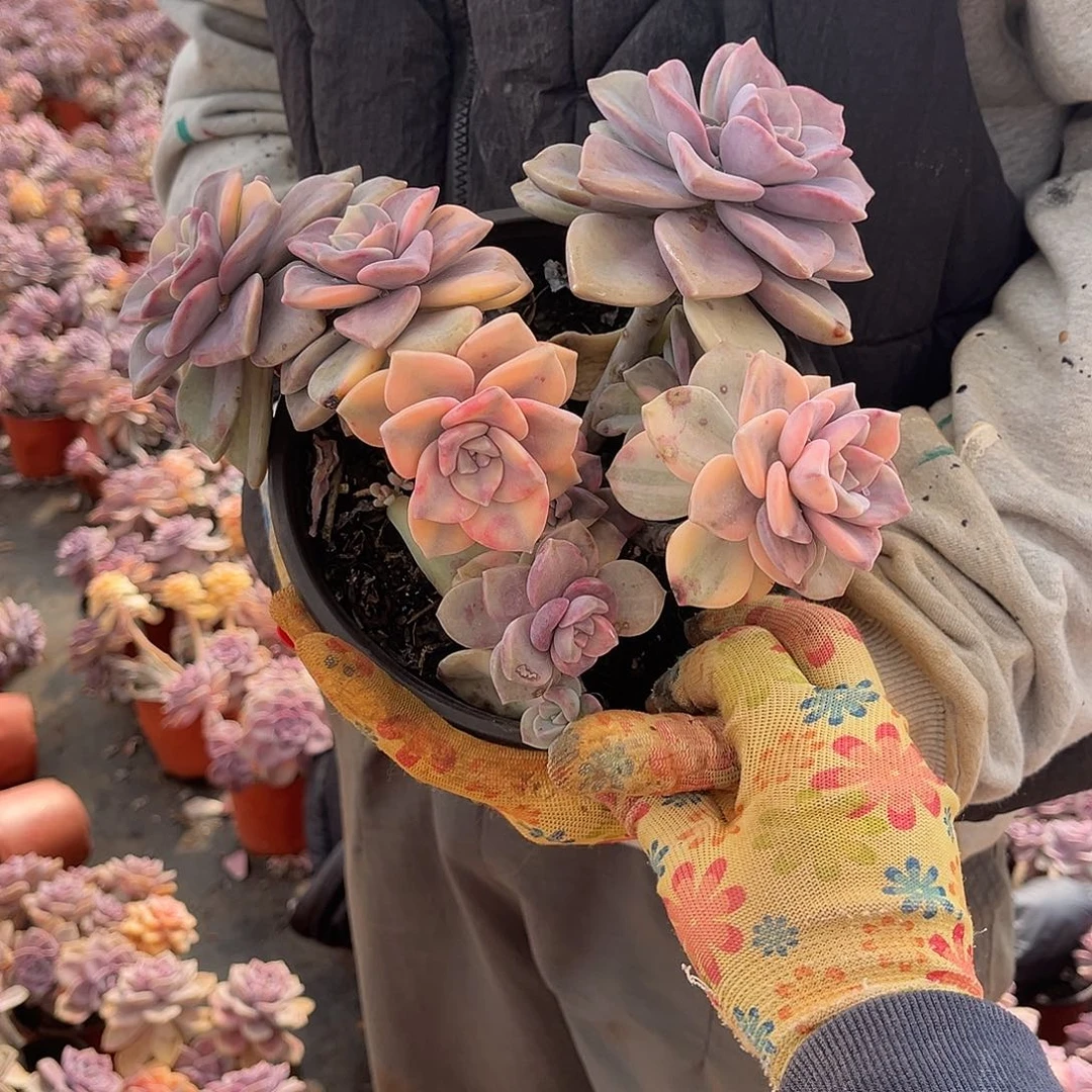 犀*多肉植物紫乐景A16