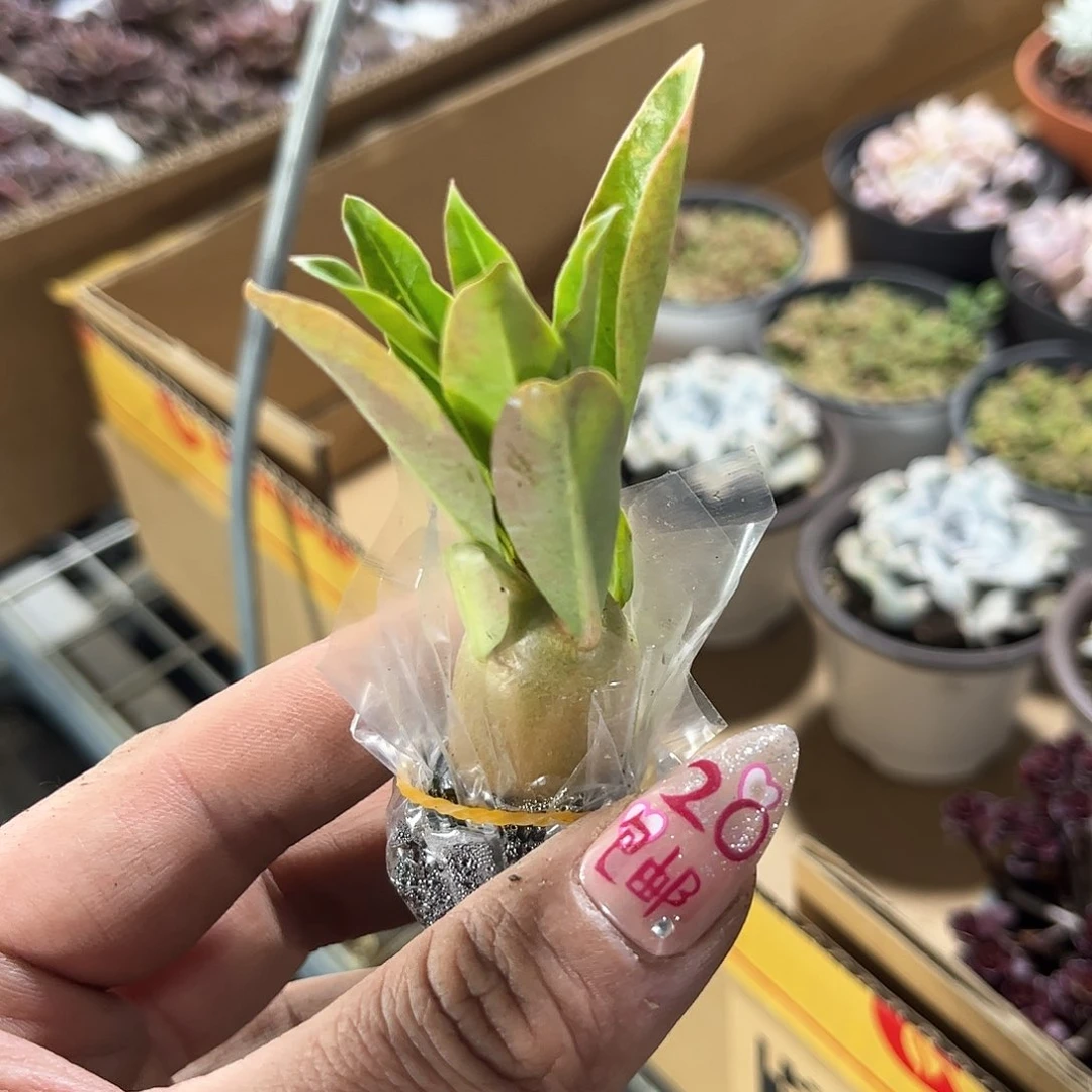 沙漠玫瑰单头发货有根