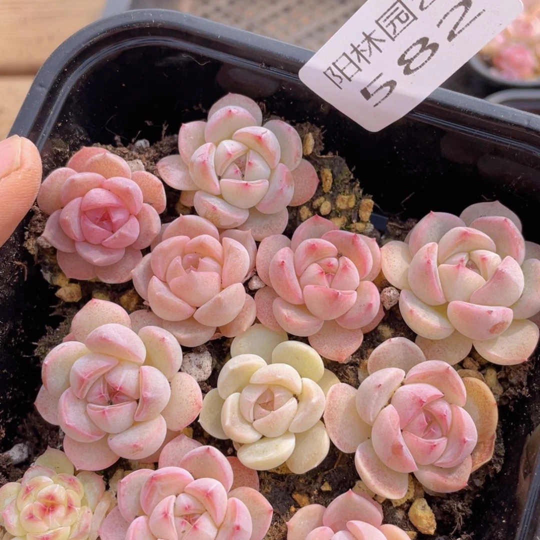 多肉植物多肉植物582