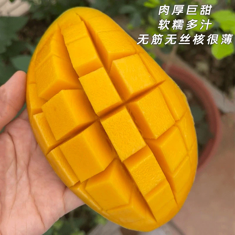 广西金煌芒果大青芒新鲜水果应季水果 净重3/4.5/8斤