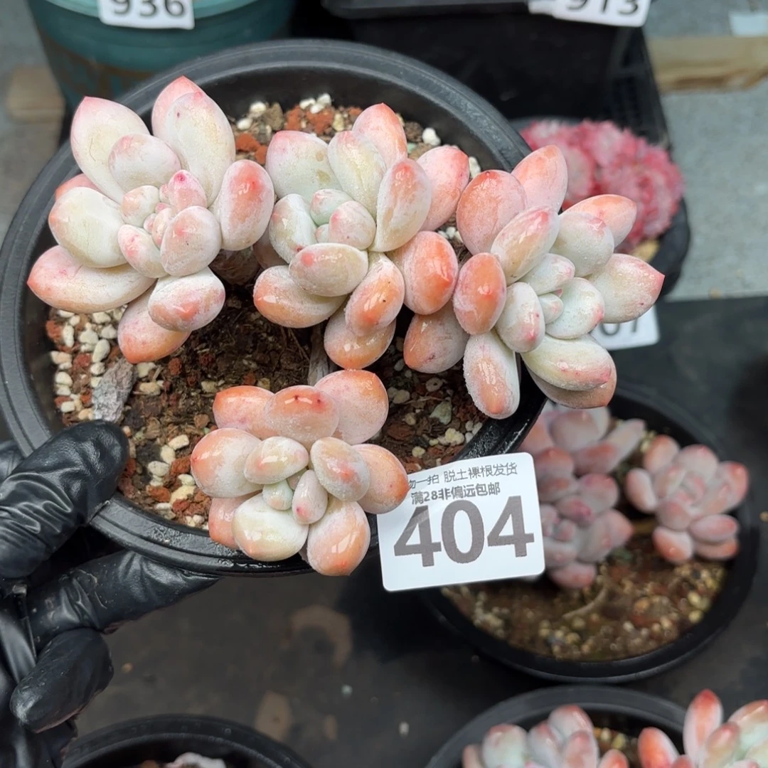 香水老桩无盆土发货