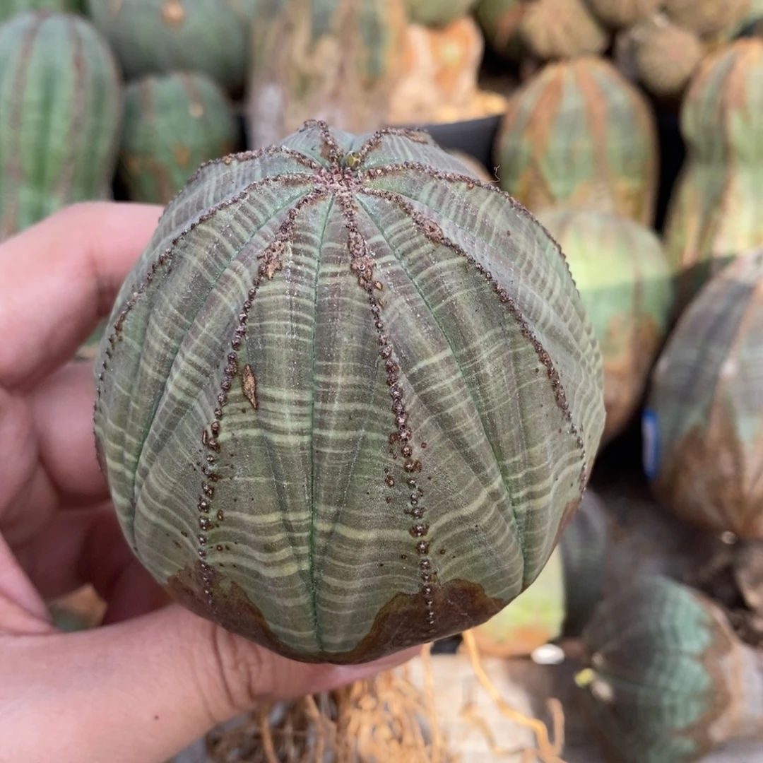 9 欧系实生布纹球多肉植物