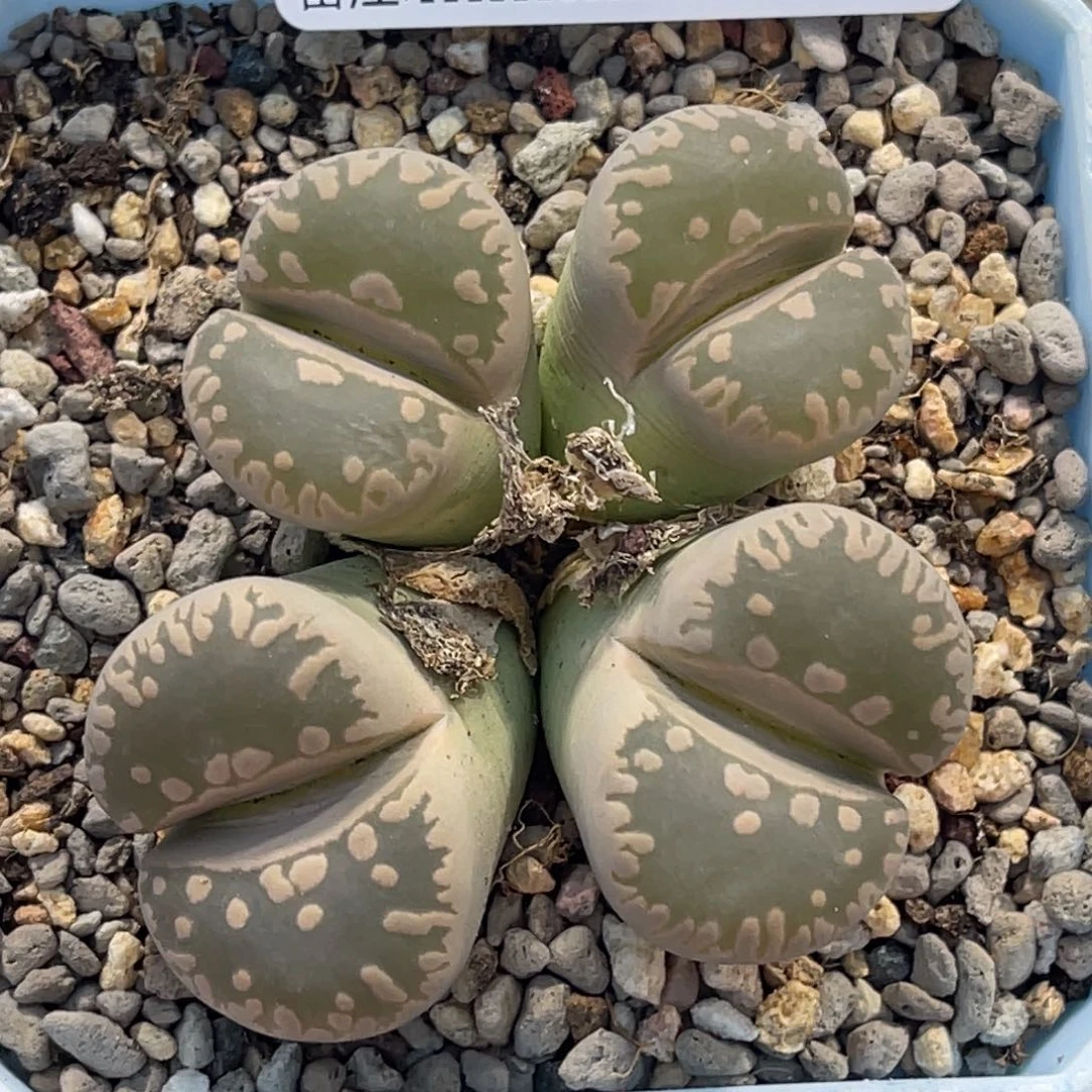 5532四头群生大牙1