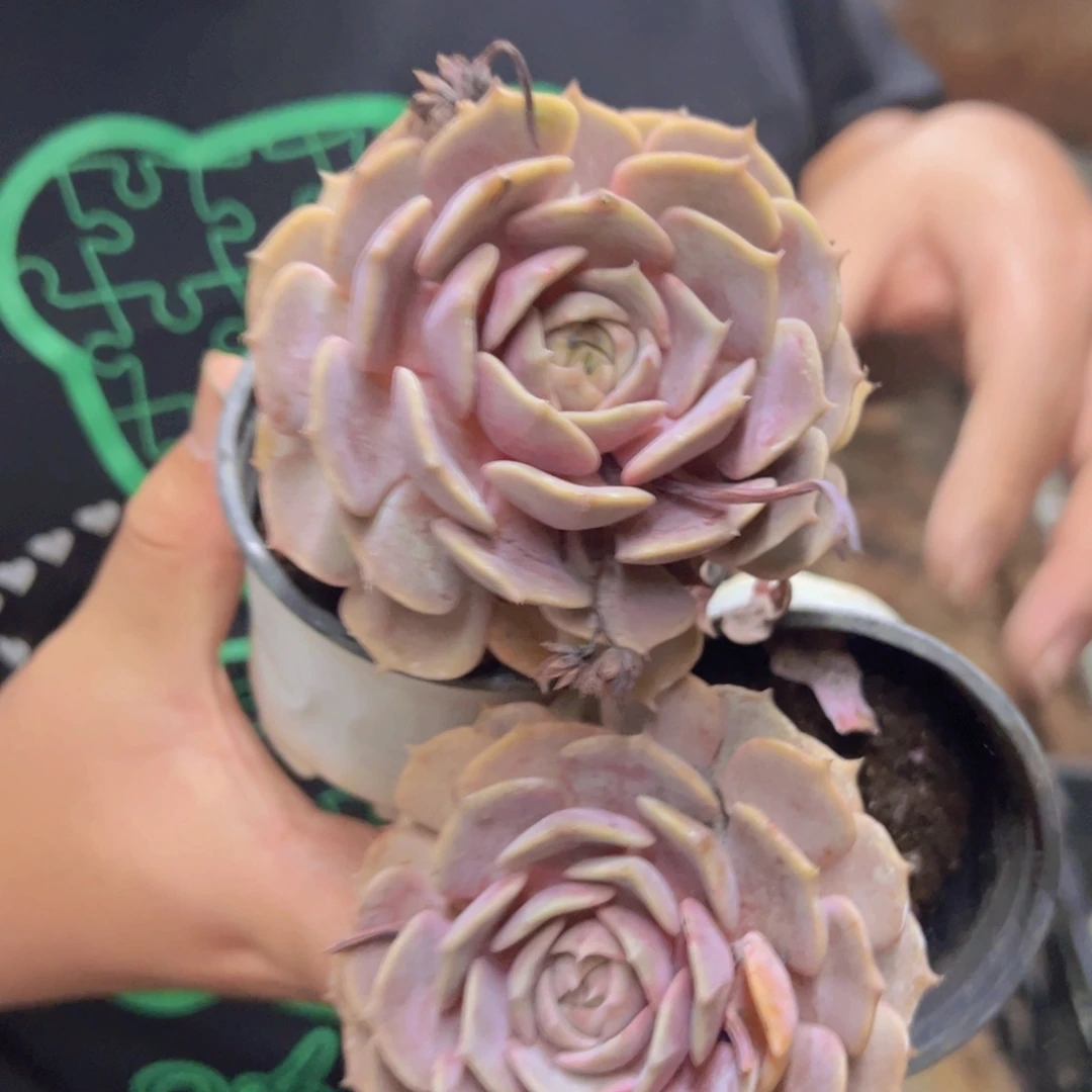 粉蝶单头老桩两盆