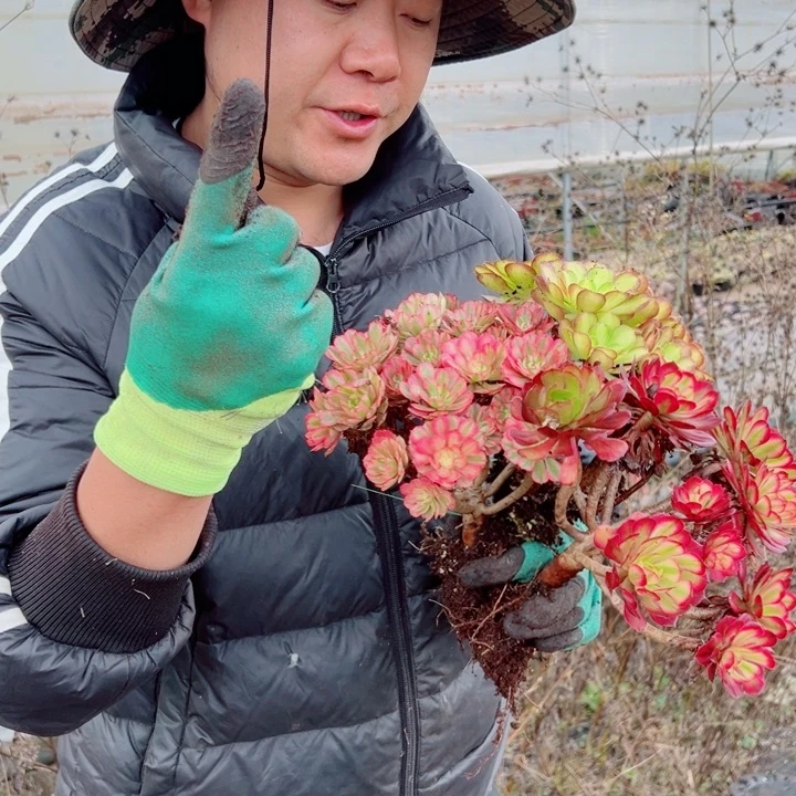 韶华粉铜月婵多肉法师