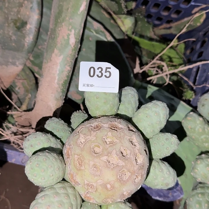 龍***出火星12号侧芽一个035