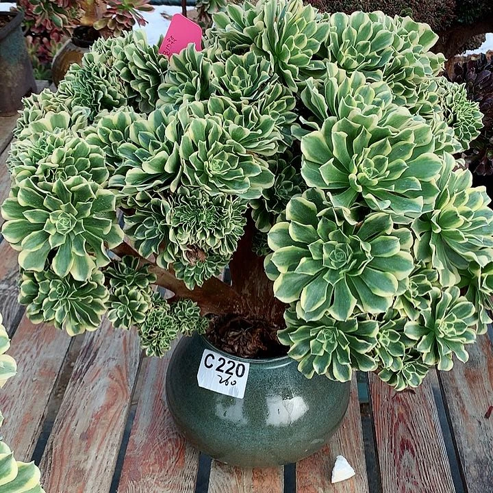 绿豆沙朵朵脱土发货