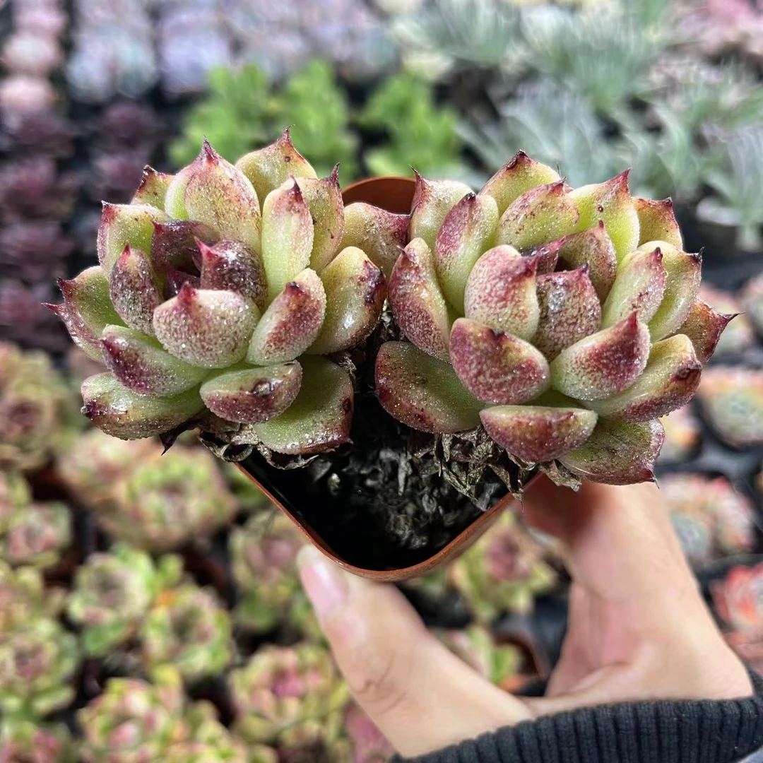 秀智6.5厘米盆老桩多肉