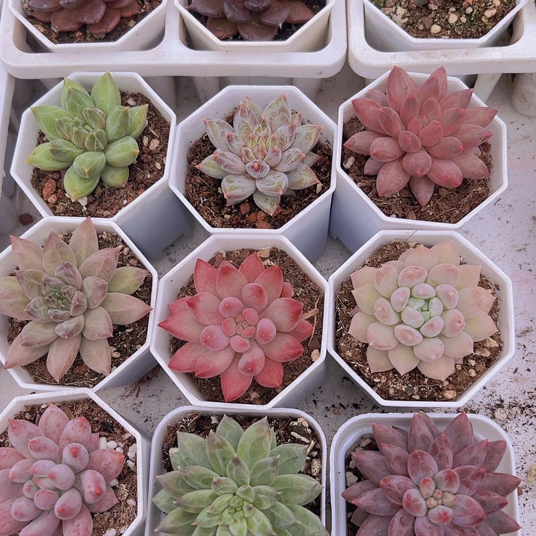 金鱼姬组合10盆19包邮