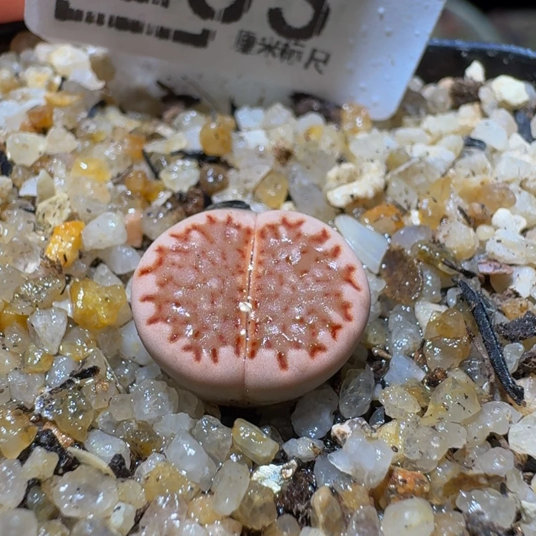 Ssss生石花肉锥253粉饼
