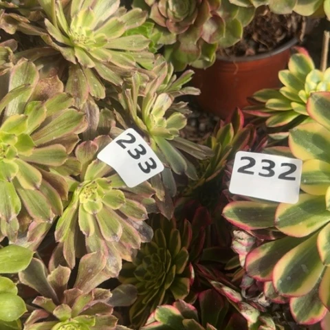 法师粉黛朝霞20-12