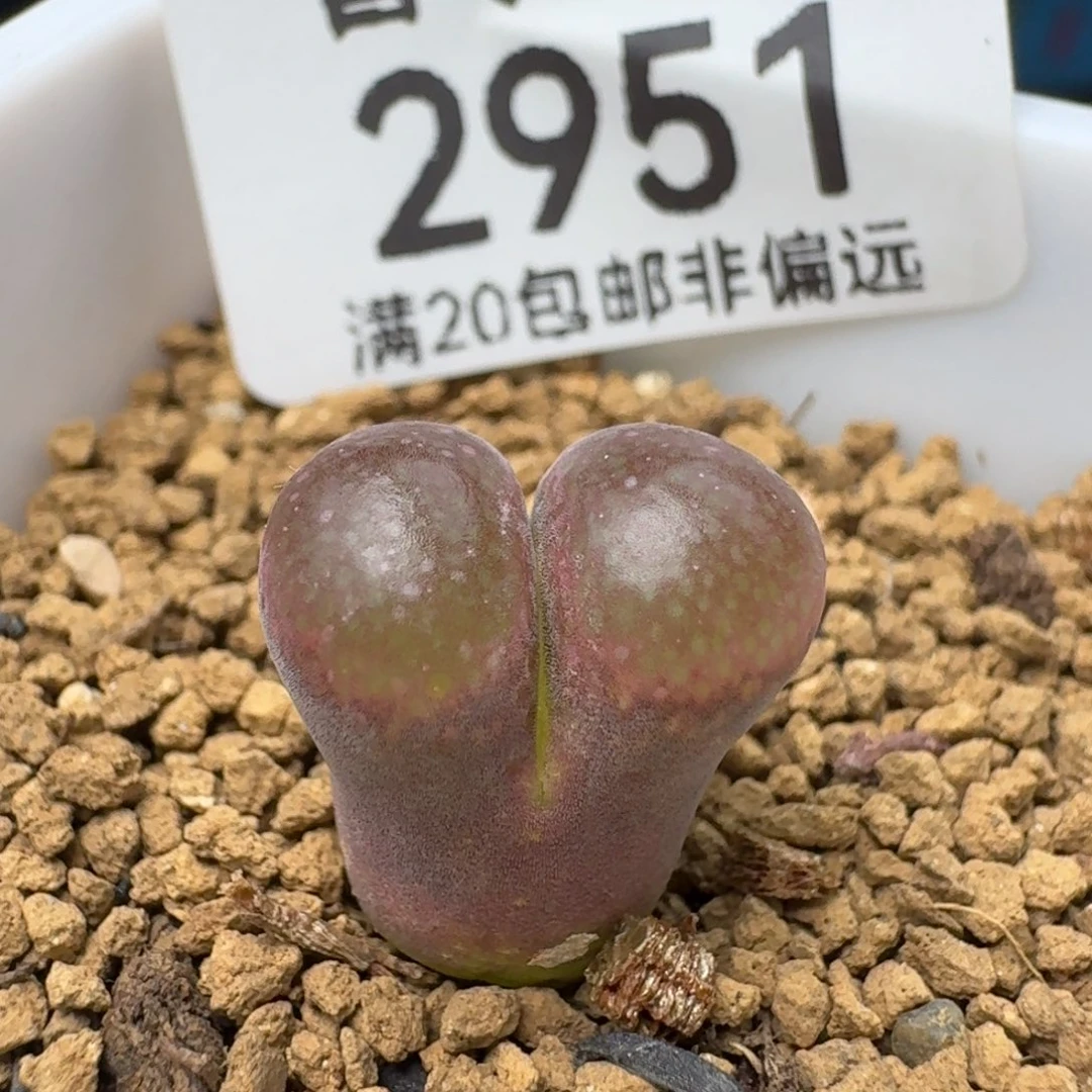带盆土。