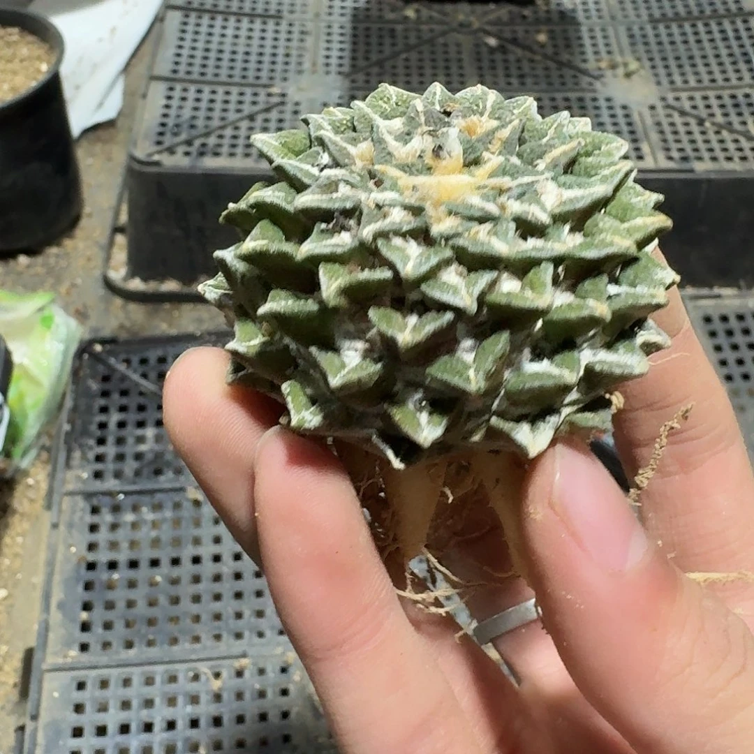 469号仙人球萝卜根