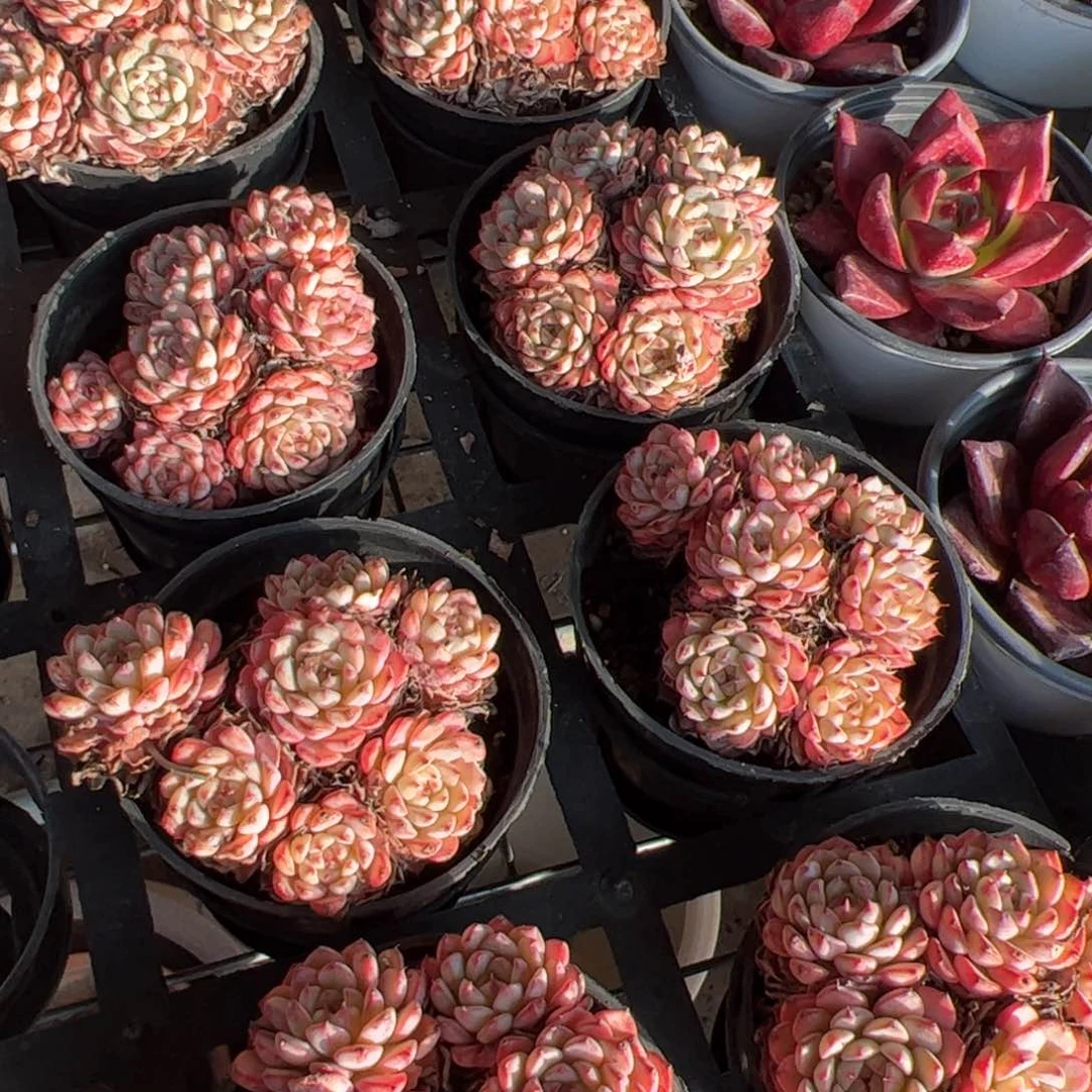 新疆包邮 姬莲群