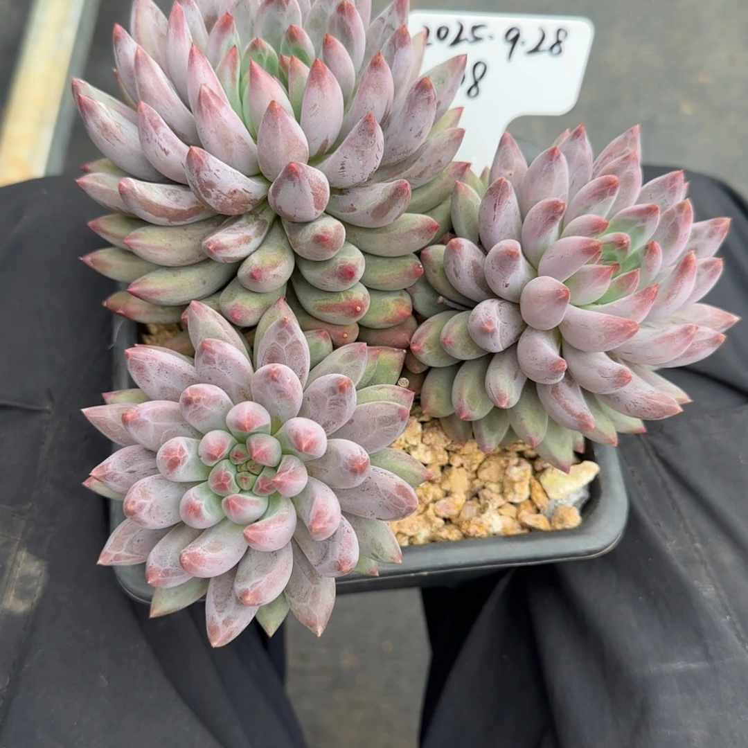 a***r一物一拍流沙体虞美人08