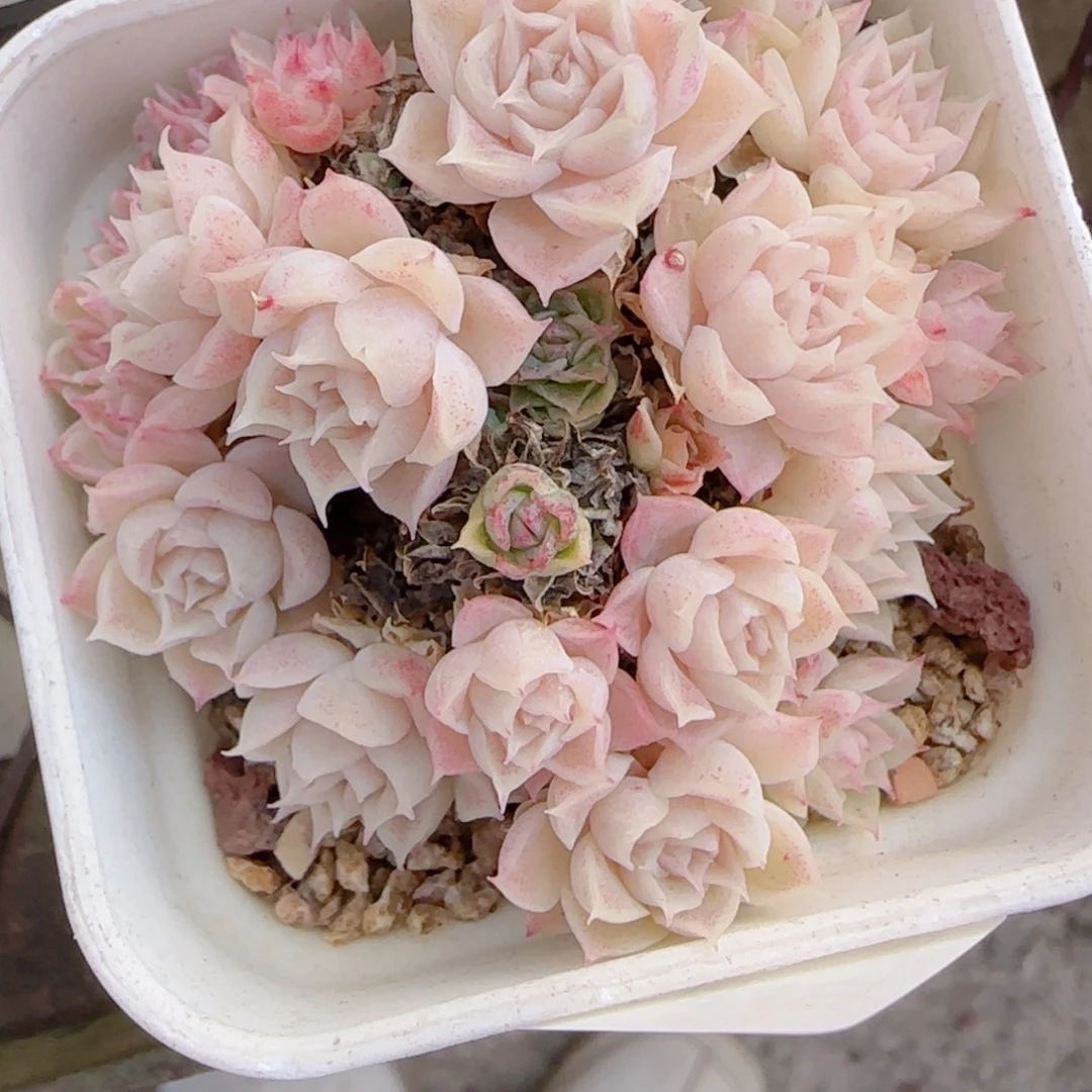 时***流花语多肉0104-136消耗了散