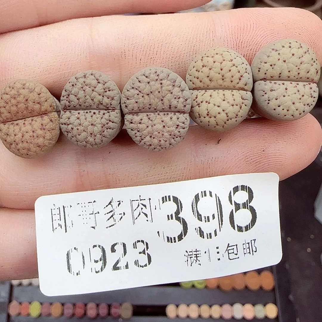 满满18包邮0923-398