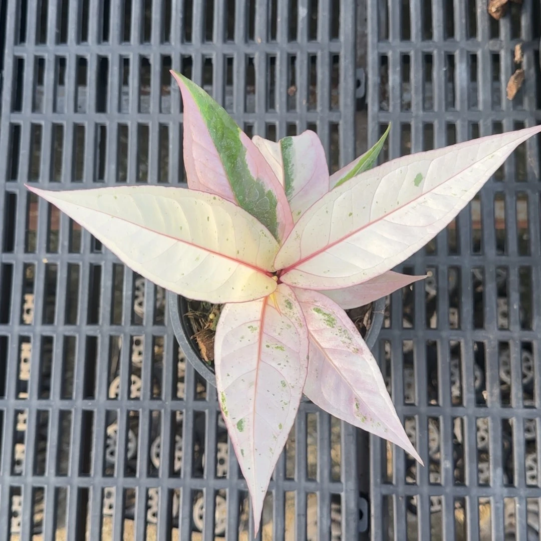 4-1124泰国发货鸟巢花烛