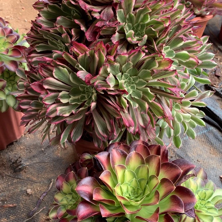 不包损326号水墨画韶华