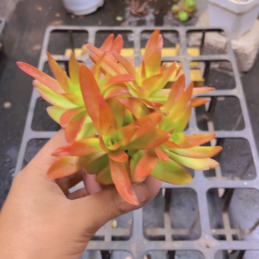 无花朵土培多肉栽种植物