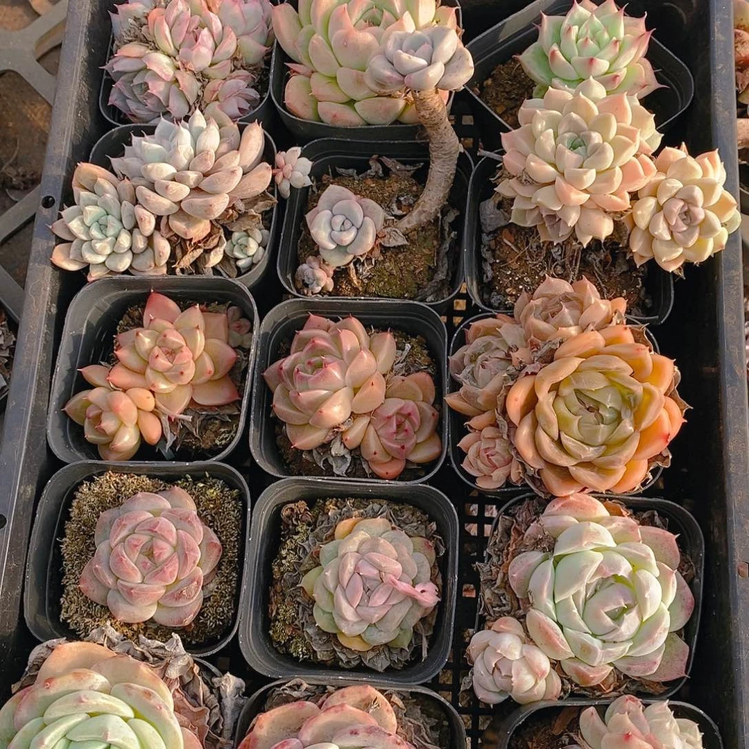 【闪购商品】云11号