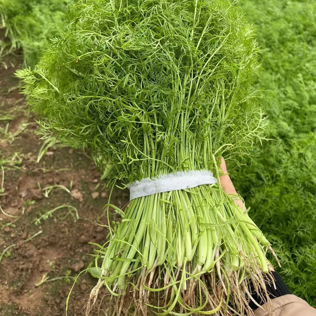 平谷老张家自种现摘茴香2斤