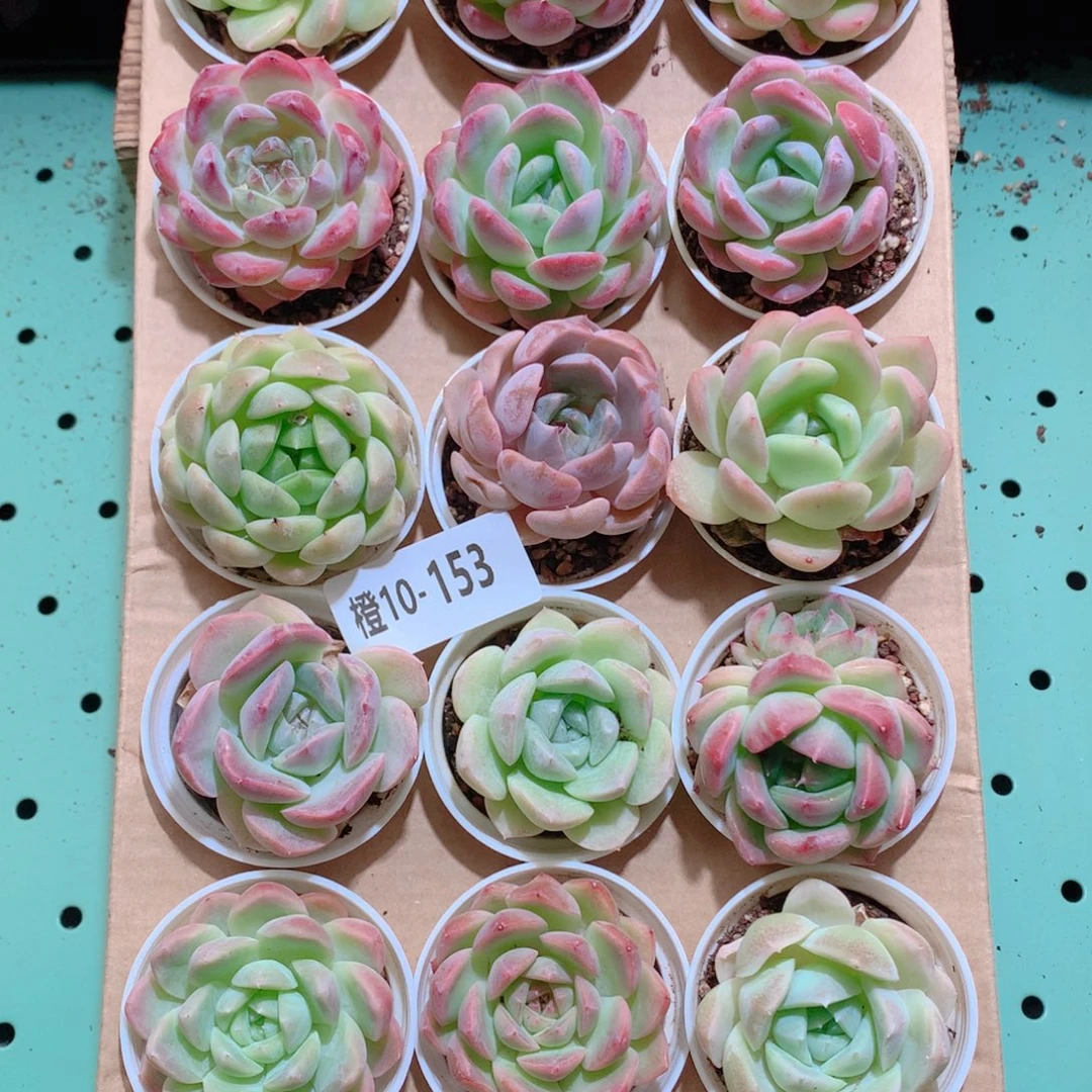 10-153一物一拍带盆18颗