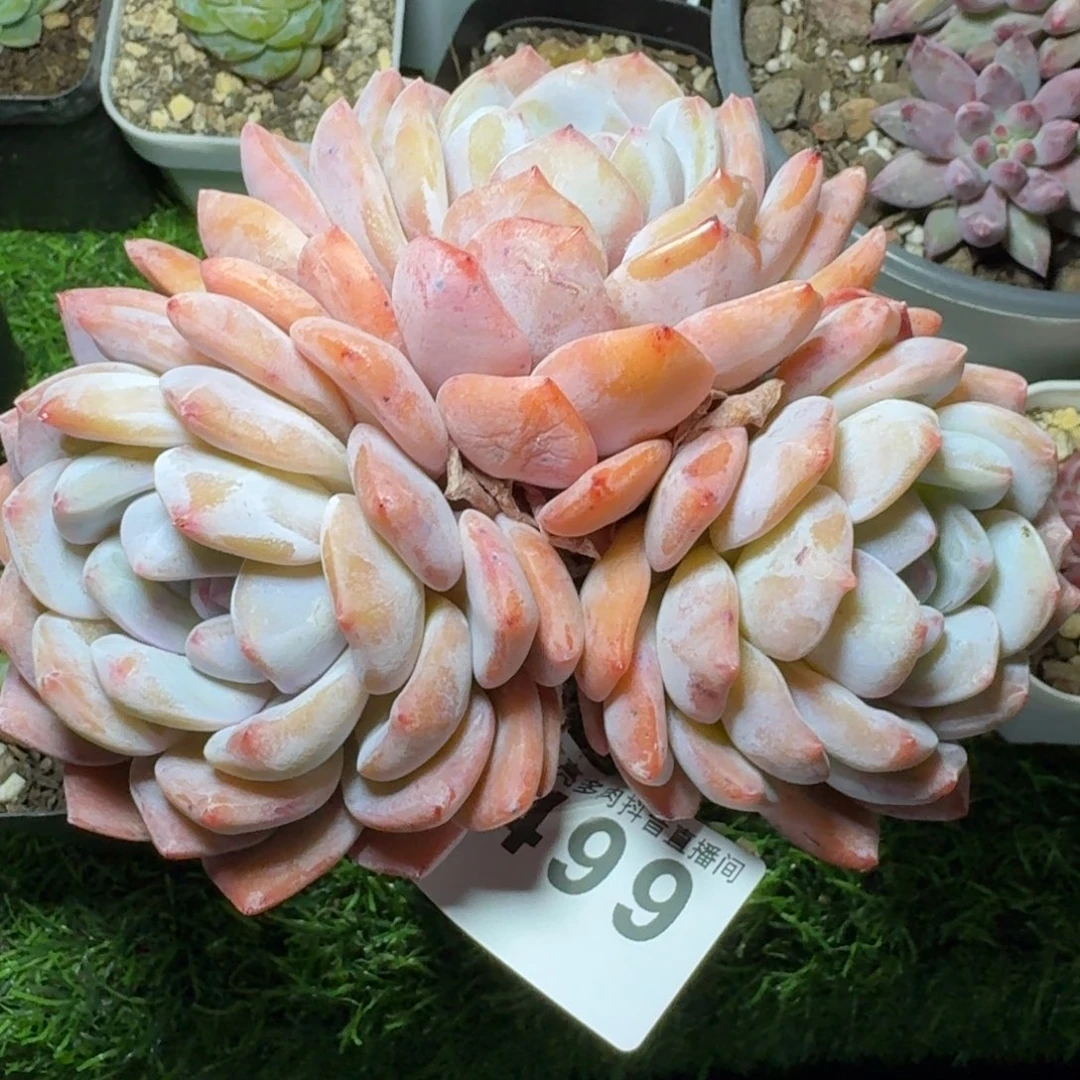 橙子三头         多肉植物