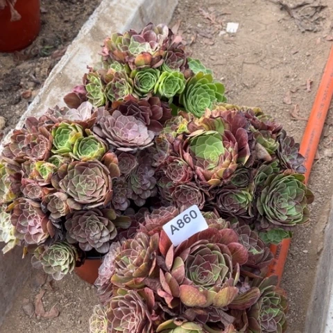 多肉植物花月夜四个