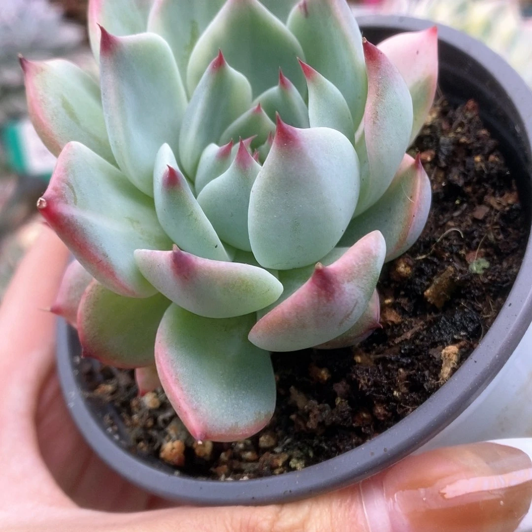 014锦锦锦锦锦锦锦锦