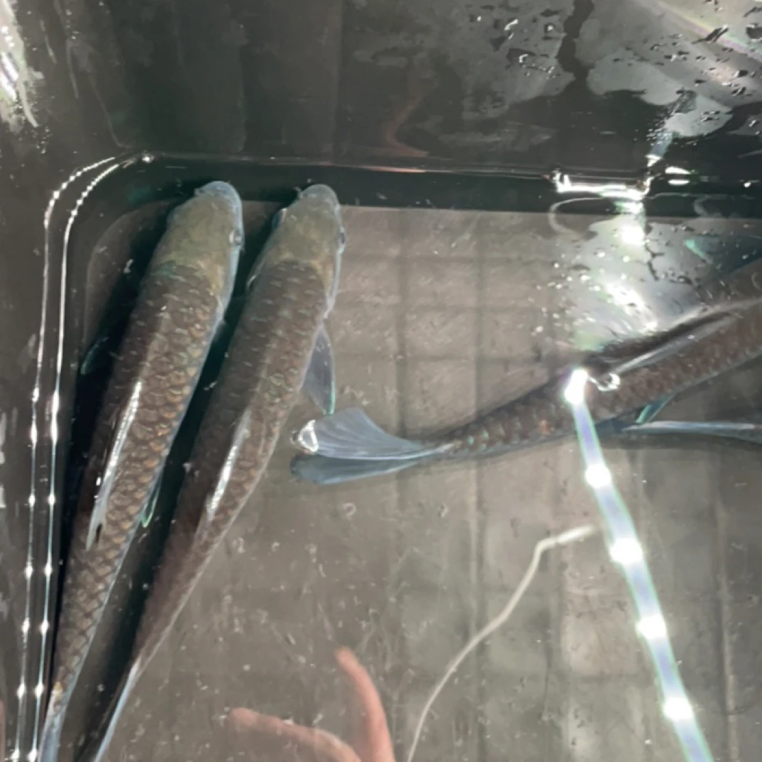 异口蓝吉罗15—-25cm3条