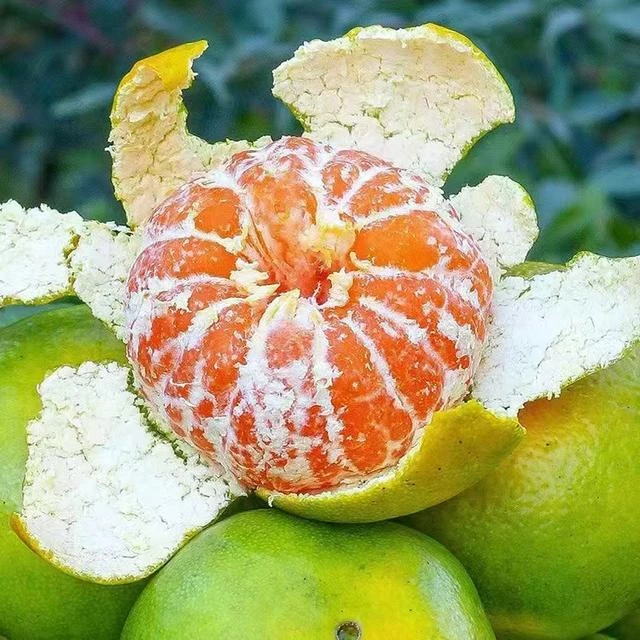 [双11活动]湖南石门蜜橘酸5斤纸箱装甜多汁入口化渣产地直发